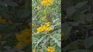 Senna spectabilis ytshorts youtube shorts youtubeshorts senna yellow flowers ringtone music [upl. by Eninaej697]