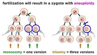 Alteration of Chromosome Number and Structure [upl. by Bow]