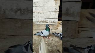 Racer pigeon Attitude 💥Pigeon kabutar highflyingpigeon trandingshorts youtubeshort foryou [upl. by Aihsila]