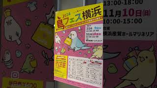 鳥フェス横浜 鳥イベント 鳥グッズ [upl. by Ilaw]