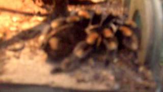 Mexican Tarantula  Zoo Antwerp Brachypelma smithi [upl. by Adnuhsal]