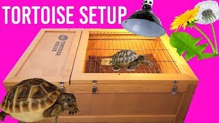 Baby Tortoise Bio Active Build [upl. by Scotty]