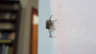 housefly tries to get rid of pseudoscorpion [upl. by Euqinom570]