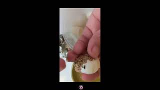 QUAIL EGG as delicacy wow very delicious egg viral peeling [upl. by Mortie271]