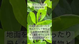 サトジガバチ アナバチ科 蜂 ハンター Ammophilavagabunda [upl. by Freddy]