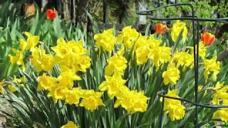 How to Divide and Replant Daffodils [upl. by Leemaj]