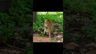 hungry needs milk No Mom monkey animals short Rainbow [upl. by Naaman382]