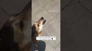 They had something to say protectstraydogs doglover helpstraydogs streetdogrescue [upl. by Ahtaga]