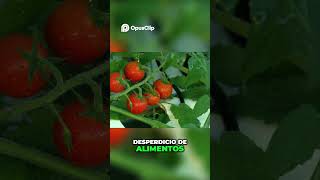 Tomates Transgénicos Innovación para Reducir el Desperdicio [upl. by Eerpud969]