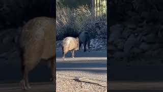 A couple of Javelina Gotta love Arizona arizona javelina [upl. by Moises]