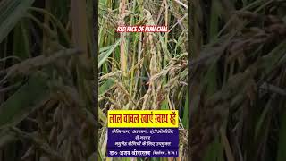 How to get nutritious Red Rice in Himachal Pradesh redrice riceproduction ricevarieties rice [upl. by Asenab868]