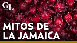 ¿La flor de jamaica tiene propiedades medicinales Conoce sus beneficios a la salud [upl. by Main936]