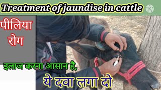 Jaundise Treatment In cattleJaundise in animal symptomsपीलिया रोग का इलाज [upl. by Abagail]