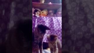 Little kittens playing stick 😻 cat kitten catlover meow playing enjoy shorts subscribe apt [upl. by Sacci]