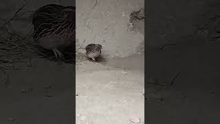 Quail Pair in Hurry  Funny funny quail yt [upl. by Mirella]