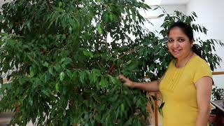 How to Prune Indoor Plant Ficus BenjaminaWeeping Fig and Grow New Plants from the Pruned Branches [upl. by Stephi]