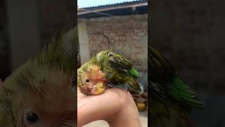 Birds ko heat stock se kese bacchie 🦜 Birds Summer Care birds shorts handtamed [upl. by Ule]