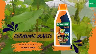 EcohumeMagic for Vineyards  The Biostimulant from MARGO [upl. by Auston]