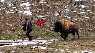 The Most GRUESOME Bison Attack Ever Recorded [upl. by Kai675]