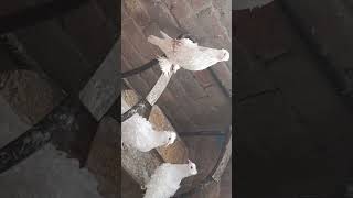 frillback pigeons breeder pair for sale in lahore [upl. by Navannod]