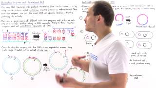 Restriction Enzymes and Recombinant DNA [upl. by Tedra]