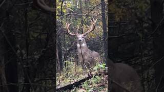 Is that a statue 👀 Buck outdoors hunting rack steer woods [upl. by Naldo]