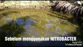 Nitrobacter di kolam ikan nila tanpa air mengalir [upl. by Siroled656]