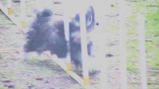 Havanese Weaves  Agility Dog Bella [upl. by Aicele]