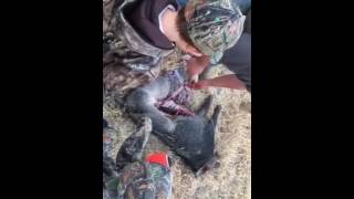 Pig hunting coalinga ca part 2 [upl. by Figone469]