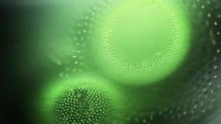 TimeLapse Volvox Aureus Colonies by Dr Jens Hallfeldt [upl. by Illona816]