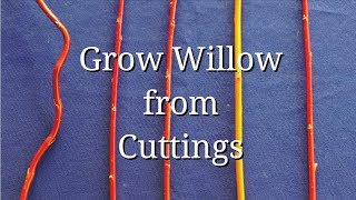 Grow WIllow from Cuttings dogwood too [upl. by Leiand]