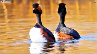 svarthakedopping Podiceps auritus horned grebe viral scary belgesel keşfet Vlog 다큐멘터리 tv [upl. by Iblok]