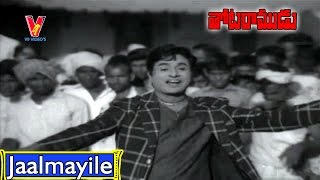 Jaalmayile Video Song  Thota Ramudu Movie Songs  Chalam Manjula  V9videos [upl. by Neroled]