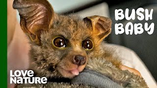 This Adorable Bushbaby’s Recovery Will Melt Your Heart  Malawi Wildlife Rescue [upl. by Narib542]