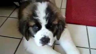 10 Week Old Saint Bernard Puppy [upl. by Laverna265]