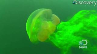 Can Jellyfish Predict Climate Change [upl. by Teague]