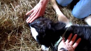 How to Dehorn a Calf using Cauterization [upl. by Higbee114]