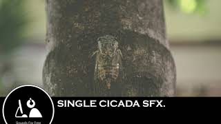 Sound Effects  Single cicada [upl. by Alberik]