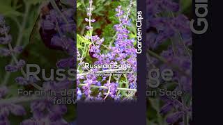 Russian Sage  Perovskia atriplicifolia [upl. by Eslud]