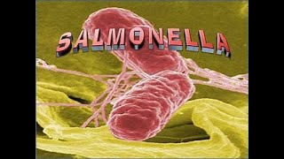 salmonella [upl. by Chicky256]