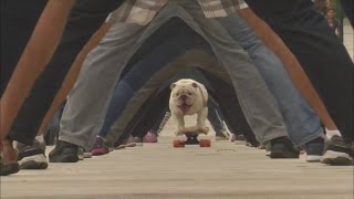 Bulldog skateboards through legs of 30 people on Guinness World Record day [upl. by Lidah]