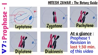 Prophase 1  Leptotene Zygotene Pachytene Diplotene and Diakinesis  Stages of Prophase 1 [upl. by Dduj]