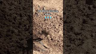 Dik Dik wildlife kenyansafari kenyawildlife ytshorts fyp [upl. by Soutor]