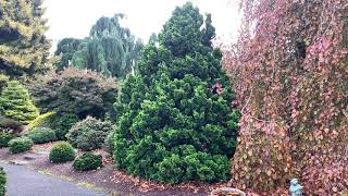 Chamaecyparis obtusa Nana Lutea Dwarf Golden Hinoki Cypress November 12 2020 [upl. by Oer]