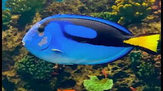 ナンヨウハギ Pallete surgeonfishRegal tang Blue tang Paracanthurus hepatus [upl. by Benton]