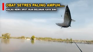 OBAT SETREES PALING AMPUHKALAU MANCING IKAN BELANAK DI SPOT KEK GINI ll eps 29 [upl. by Rutra]