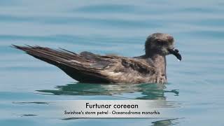 Furtunar coreean  Swinhoes storm petrel  Oceanodroma monorhis [upl. by Epp]