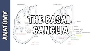 The Basal Ganglia Clinical Anatomy [upl. by Trebla559]