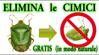 STOP CIMICI a costo zero in modo naturale CIMICE BEDBUGS PUNAISES CHINCHERS [upl. by Arihsa467]