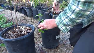 Harvesting Propagating Apple Rootstocks from Root SuckersBen Kotnik [upl. by Blaire]